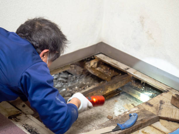 Best Attic Mold Removal  in Long Grove, IA