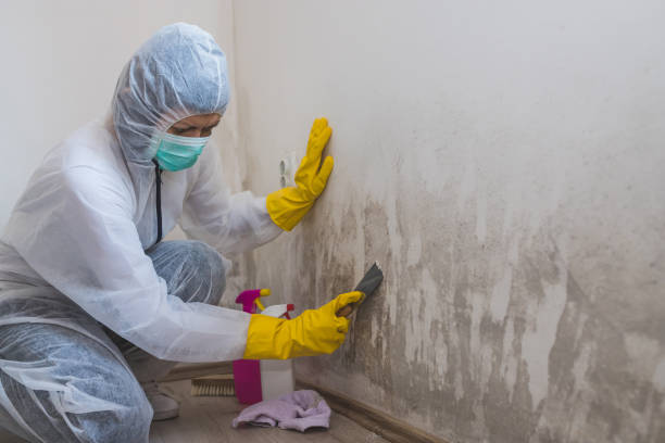 Mold Testing and Removal in Long Grove, IA