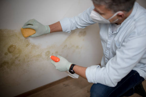 Professional Mold Removal in Long Grove, IA
