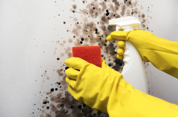 Best Toxic Mold Removal  in Long Grove, IA