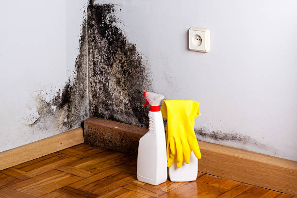 Best Commercial Mold Removal  in Long Grove, IA