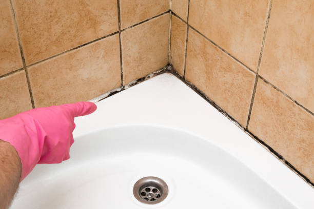 Best Certified Mold Removal  in Long Grove, IA